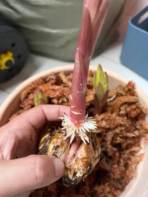 关于百合育芽和茎生根的那些事