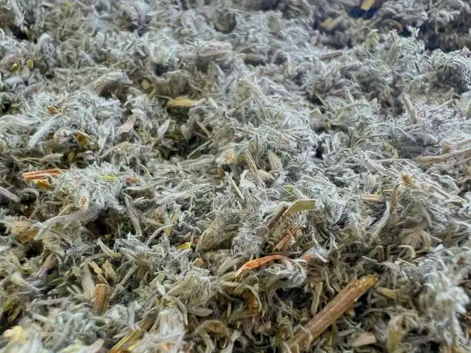 luna的花草铺子我是绵茵陈不是碎渣绒絮