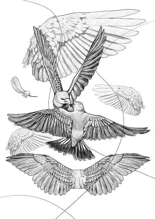 临摹照片,画鸟的翅膀