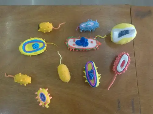 初二年级组生物模型竞赛总结篇