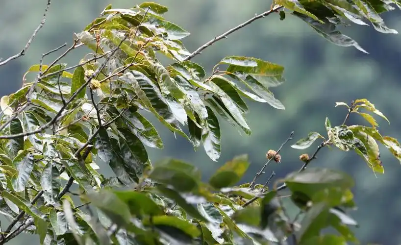 四川唐家河栓皮栎