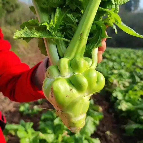 80淘宝新品四川特产麻辣菱角菜榨菜咸菜新鲜青菜头儿菜农家自制下饭菜
