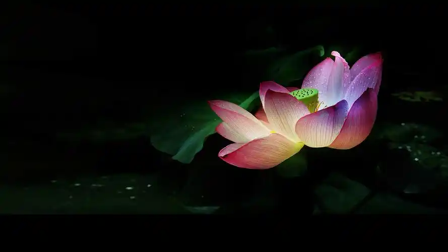 雨荷电脑屏保图分辨率r1920x1080