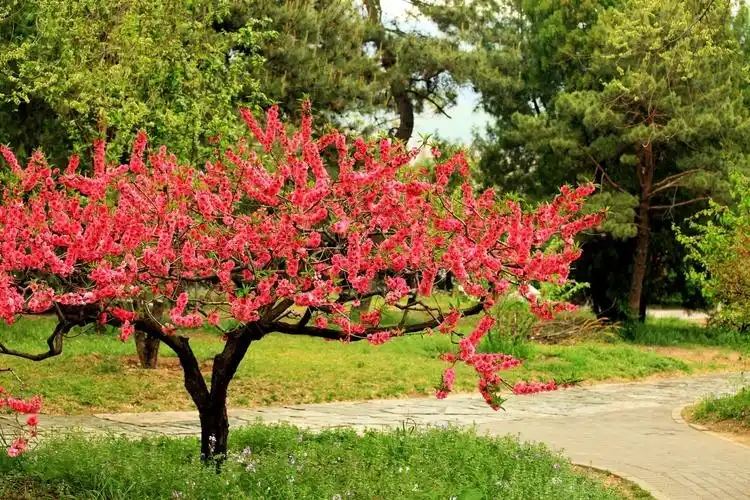 【图片6】植物园碧桃园--蜂鸟论坛照片套图