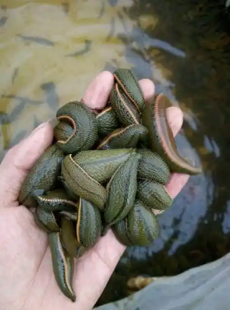 农村常见的蚂蟥,被称为河里软黄金,到底有什么作用?_手机搜狐网