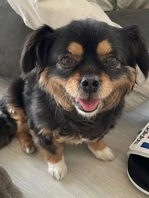 00名字:乐乐品种:串串年龄:3岁左右体重:9斤性别:母健康:疫苗全