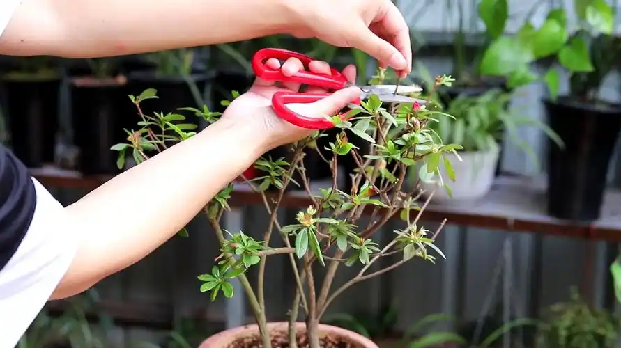 杜鹃花:花开似火红满天