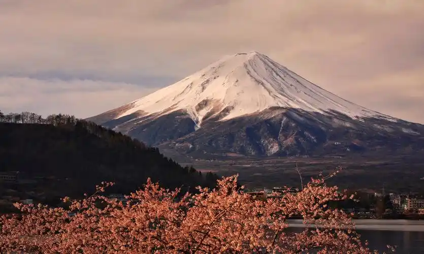 富士山下,十里樱花-东京纪行