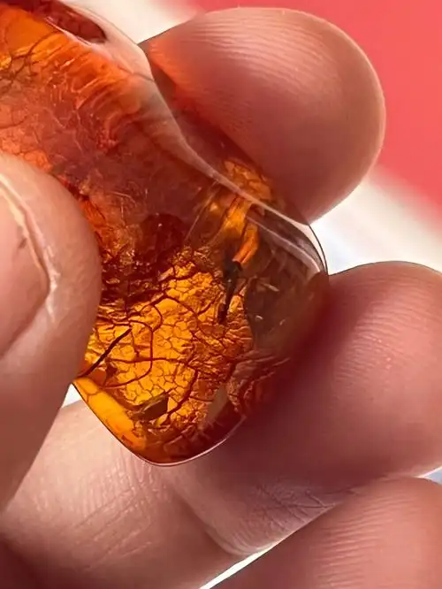 活捉琥珀里面的一只大蚊子