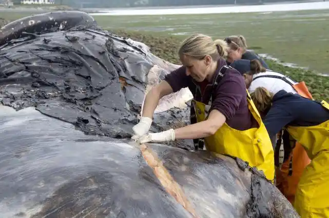 高度腐败巨人观的尸体,会不会跟鲸鱼的"鲸爆"一样瞬间炸开?