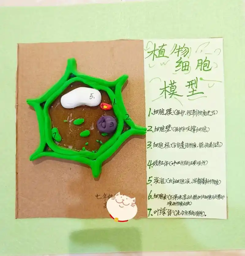植物细胞粘土模型 #七年级生物#细胞模型没想到开学前加班加 - 兑音