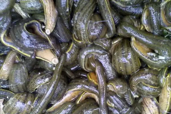 生活习性水蛭具有水生性,野生性,变温性和特殊的食性.