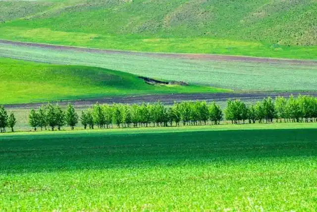 呼伦贝尔大草原的风景,夏天的美景.