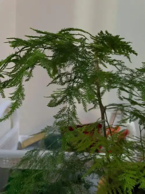 养不好文竹的来看看