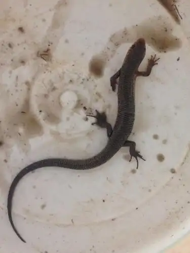 这种蜥蜴叫什么名