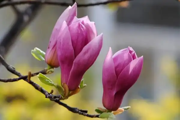 最美玉兰花图片大全最美玉兰花排行榜