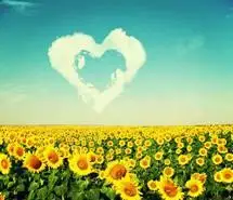 手绘向日葵微信头像唯美【点击鼠标右键下载】