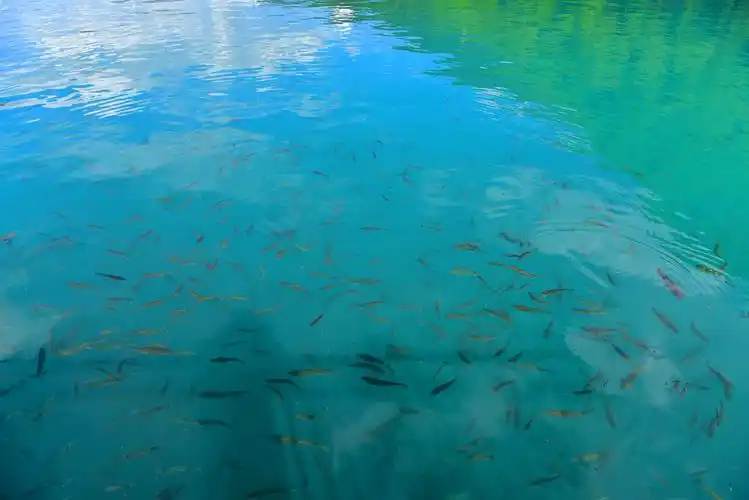 几米下的鱼儿清晰可见,它们欢快地游来游去,尽显在大自然中的幸福和