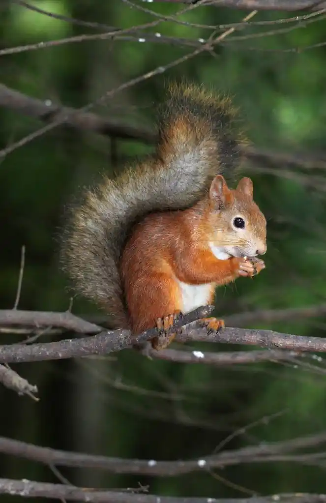 松鼠与一个漂亮的尾巴