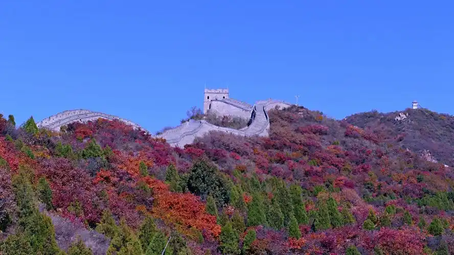 不到长城非好汉,不拍红叶留遗憾;红叶岭上显斑斓,色彩盛宴醉心田!