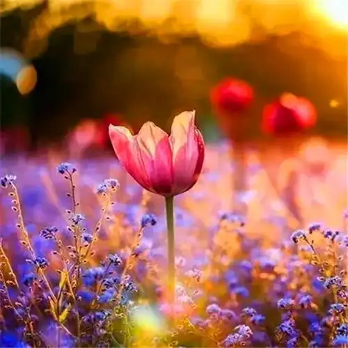 适合永久做头像的图片唯美100张_微信头像_头像屋