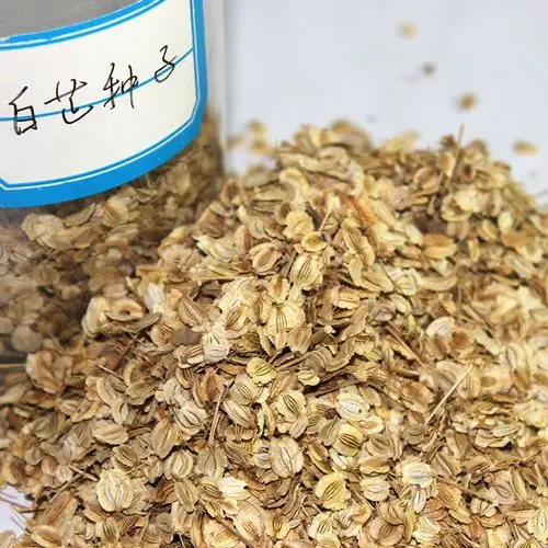 批发祛风湿药材白芷种子 2015年秋2年生纯新种子 高纯度.