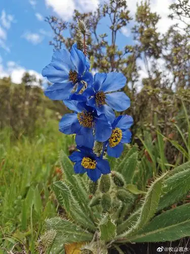 【249】自然观察(七)绿绒蒿专辑