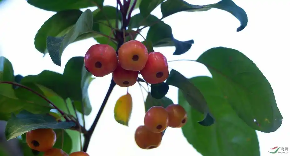 海棠果熟了
