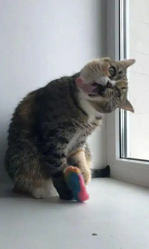 网友有天拍到自家猫一组很沙雕的图片,看第一张就笑屎了