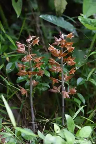 无叶美冠兰 eulophia zollingeri
