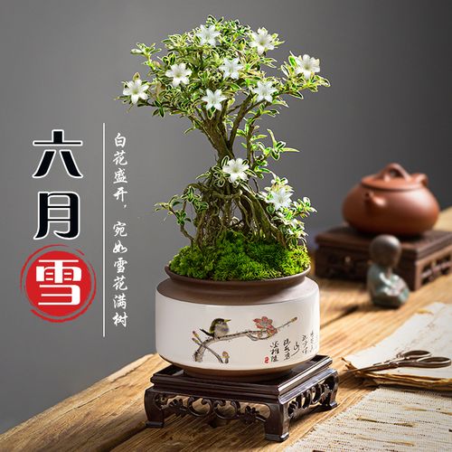 六月雪盆景老桩金边室内盆栽新中式桌面绿植客厅茶桌花卉植物好养