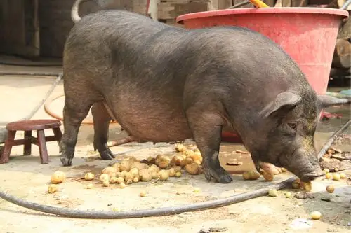 马儿山生态黑猪,欢迎订购!乡村土猪,儿时的味道