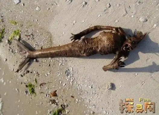 世界上最后一条美人鱼可能只是一条海牛真实图片曝光