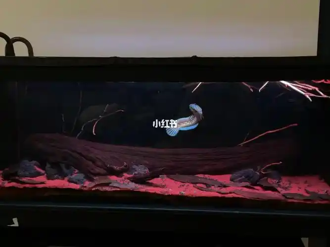 感谢客户返图雷龙缸造景