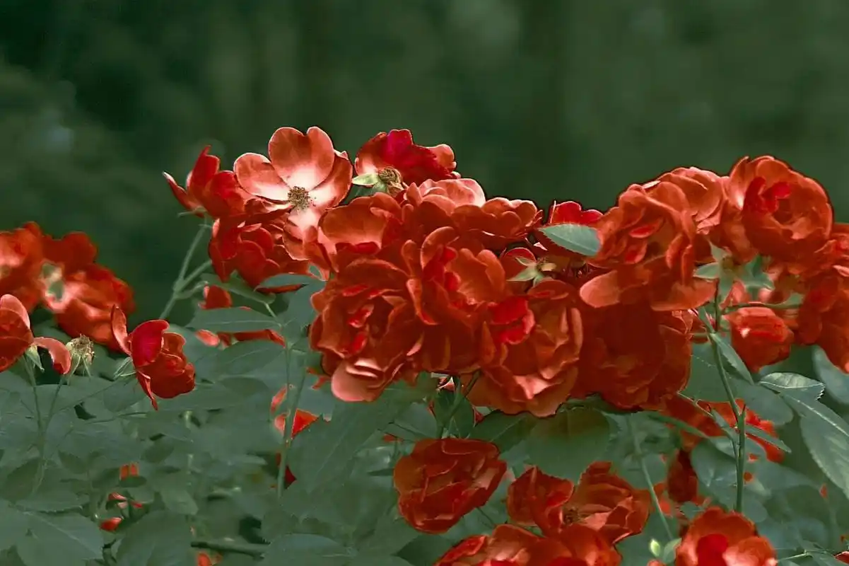 旧图新修 - 7415修图app:黄油相机 7415滤镜:电影i 75