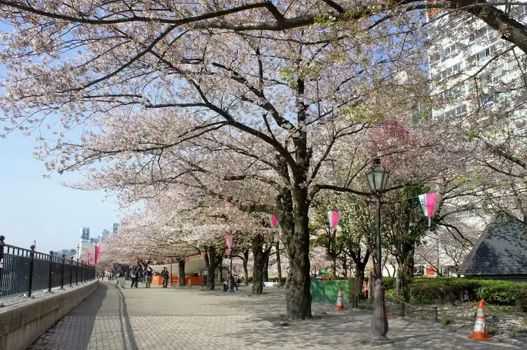漫步东京樱花季(日本赏樱之旅1)
