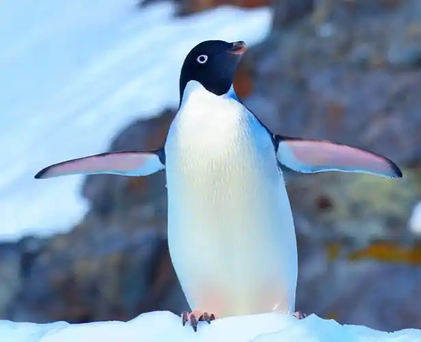 〈南极行〉漫记(南极萌宝企鹅)