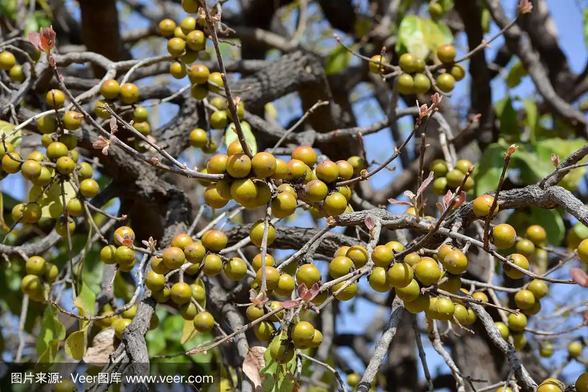 印度一种黑檀木或黑檀木的果实