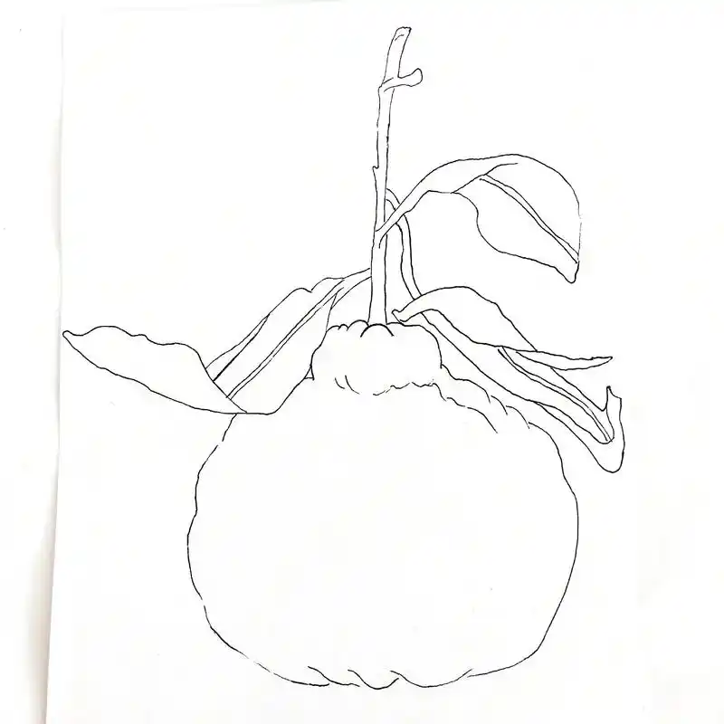 水果系列——丑橘.大清早来个丑橘吃吃叭～临摹于小红书栗栗子j - 抖