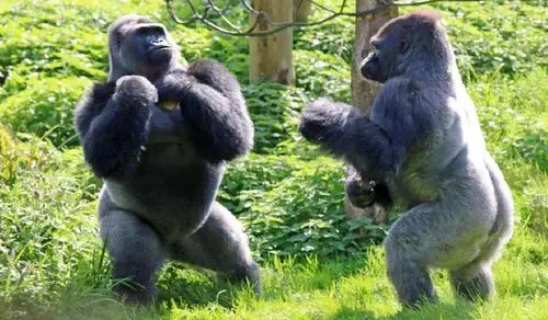 银背大猩猩成年后花豹不再是其对手那它有可能打赢老虎吗