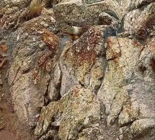 考眼力据说视力好的人才能找出这18张图中隐藏的动物