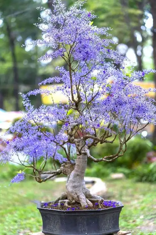 蓝花楹盆景怎么养?