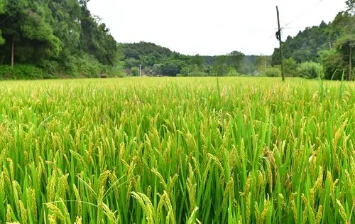 稻田(资料图)