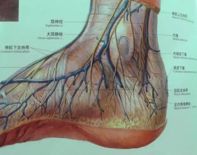 上行隐神经:与大隐静脉伴行,可达廻趾内侧缘踝关节内侧深层解剖踝管