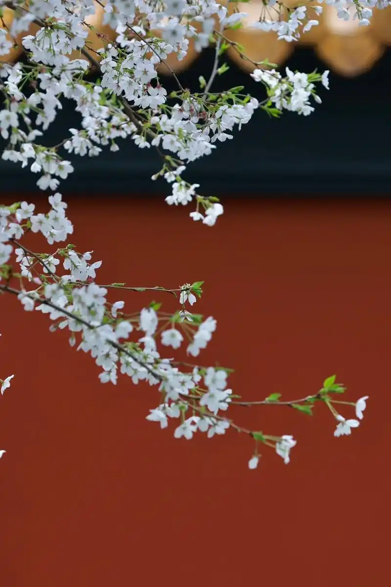 三月樱花烂漫时,花开宫廷作雪施. 盛放的樱花点缀着红墙黛瓦, - 抖音