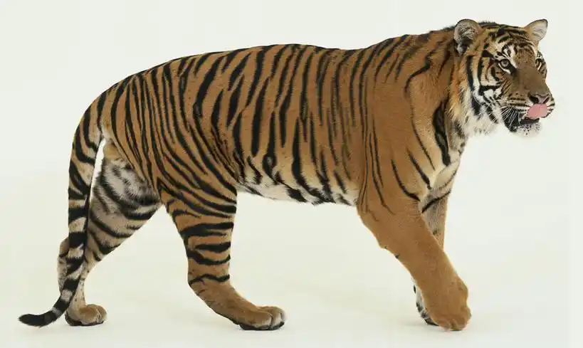 看,伸舌头,吐舌,摄影,影棚,观看,皮毛,察看,关注,凶猛,白虎,白老虎