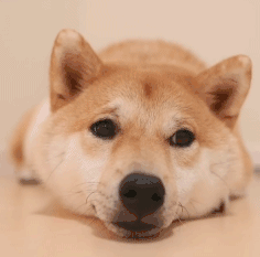 236_233gif 动态图 动图