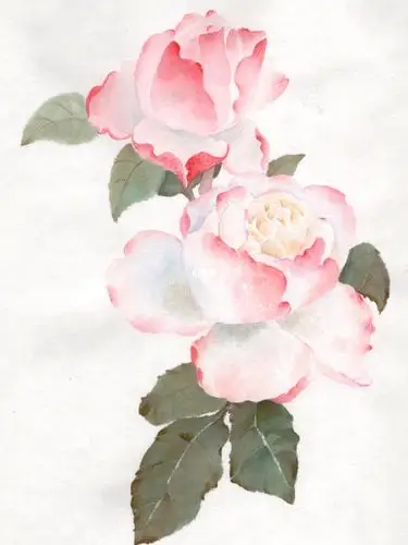 宣纸画的山茶花