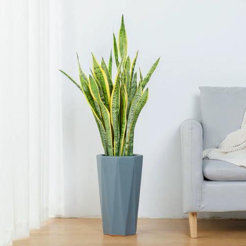 速发虎皮兰盆栽 金边虎尾兰盆景室内家居办公室净v化空气除甲醛绿