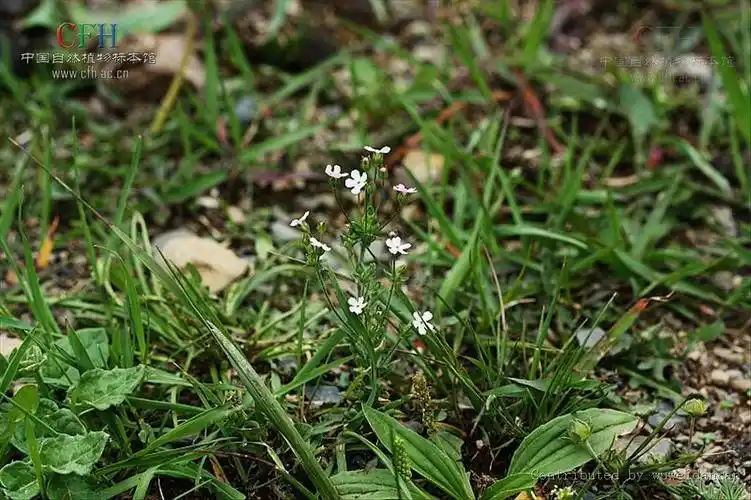 p>直立点地梅,属 a target="_blank" href="/item/报春花科/3427454"